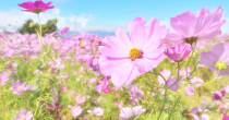 ＪＡ甘楽富岡女性会　ThumbnailType1